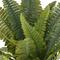 Boston Fern Bush Fern Collection by Ashland®